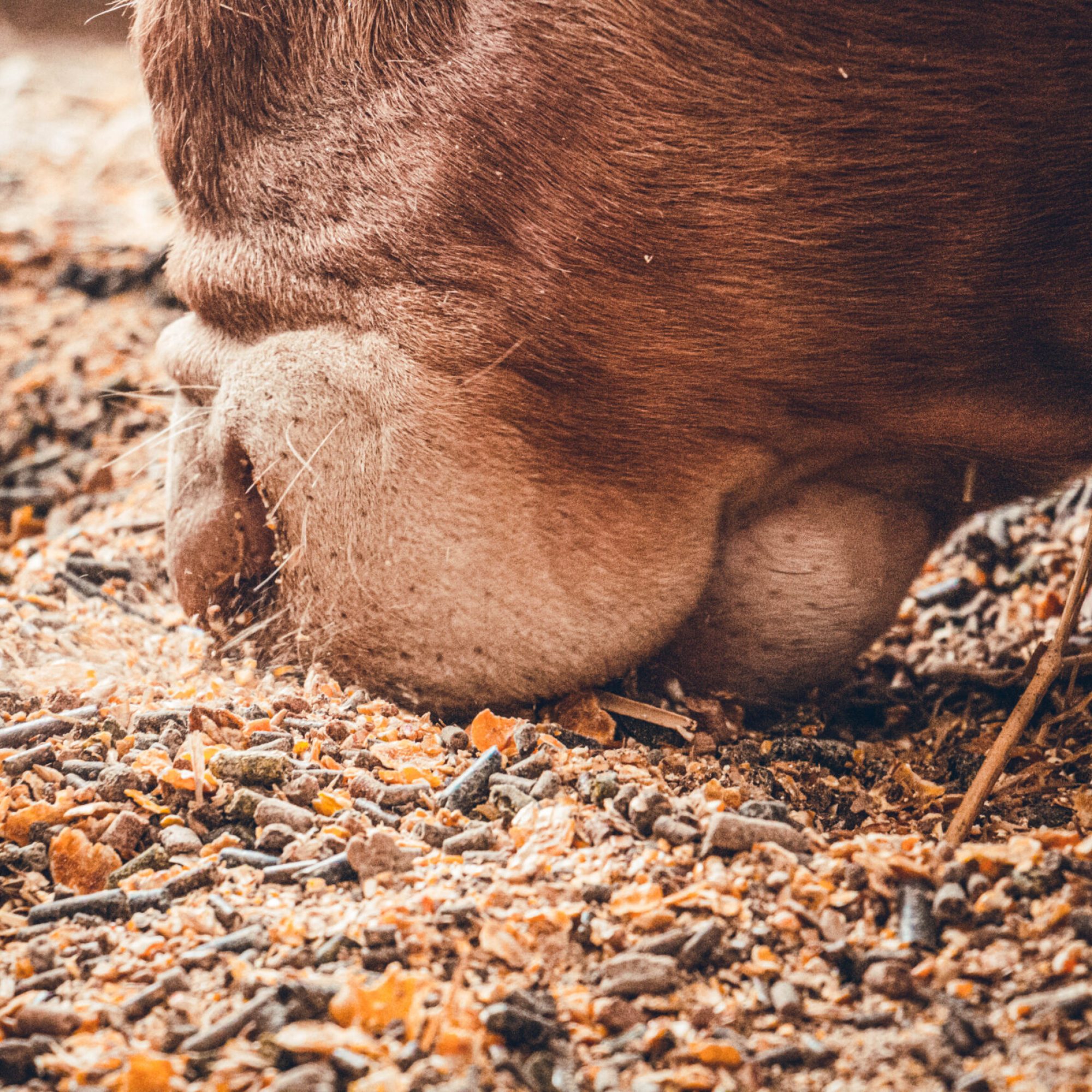 vache-0158