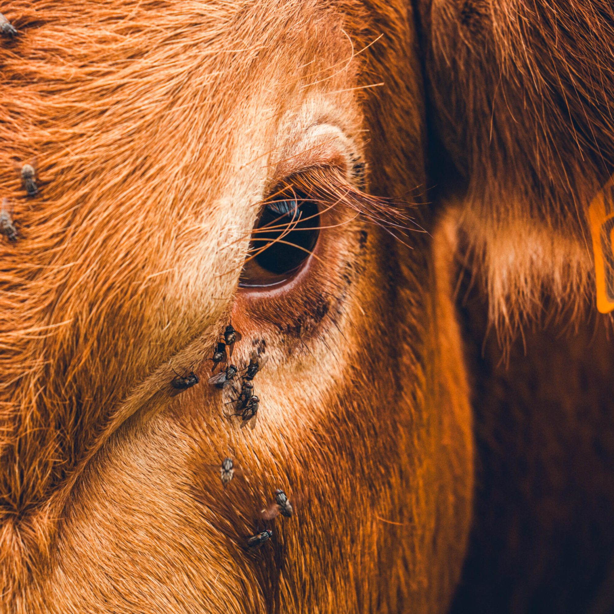 vache (28 sur 1)