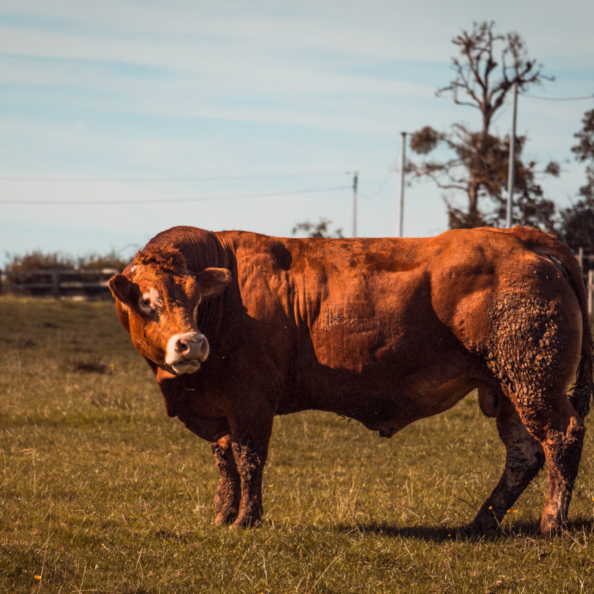 vache (45 sur 1)